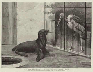 Den nye nabo, Cape Sea Lion og Adjutant Bird